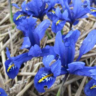 Schwertlilien (Iris) Knollen kaufen & online bestellen | Saemereien.ch