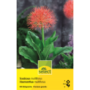 Feuerballlilie - Haemanthus - Scadoxus Multiflorus - 1...