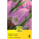 Gartenorchidee - Pleione Formosana - Pleione formosana -...