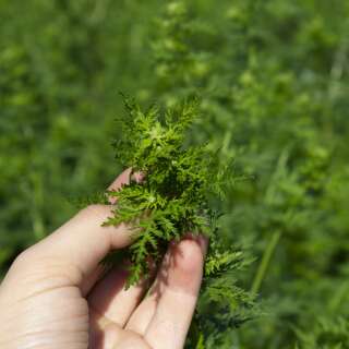 Artemisia annua - einjährige Beifuss Samen online kaufen