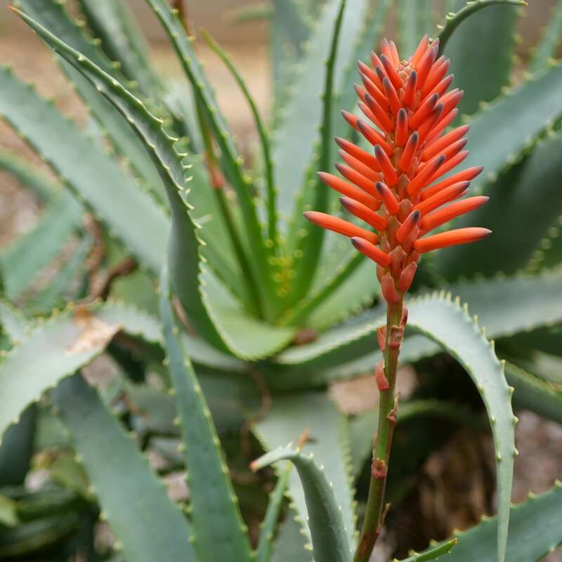 Aloe, Krantz Aloe (Aloe arborescens) Samen online kaufen | Saemereien.ch