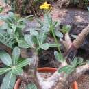 Madagaskarpalme densiflorum - Pachypodium densiflorum...