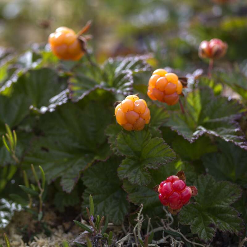 Moltebeere Samen online kaufen - Rubus chamaemorus | Saemereien.ch