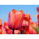 Darwin-Hybrid-Tulpe Apricot Impression - Tulipa - 10...
