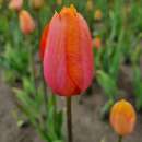 Späte. einfache Tulpe Dordogne - Tulipa 10 Zwiebeln