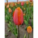 Späte. einfache Tulpe Dordogne - Tulipa 10 Zwiebeln