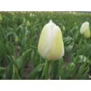 Späte. einfache Tulpe Maureen - Tulipa 10 Zwiebeln