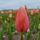 Späte. einfache Tulpe Menton - Tulipa 10 Zwiebeln
