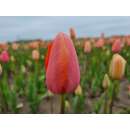 Späte. einfache Tulpe Menton - Tulipa 10 Zwiebeln