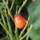 Aubergine, Äthiopische Eierfrucht Africaine Rouge -...