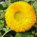Sonnenblume Teddy Bear - Helianthus annuus - BIOSAMEN