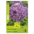 Zierlauch Purple Sensation - Allium aflatunense - BIO - 3...