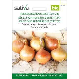 Zwiebel Rijnsburger Auslese (SAT 24) - Allium cepa -...