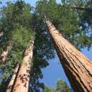 Küstenmammutbaum - Sequoia sempervirens - Samen