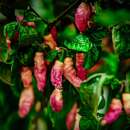 Chili Pink Tiger - Capsicum chinensis - Samen