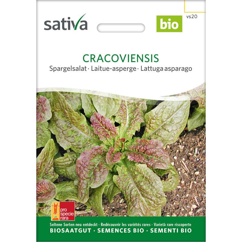 Spargelsalat 'Cracoviensis' Bio Samen online kaufen | Saemereien.ch