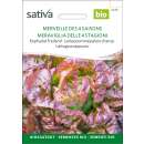 Kopfsalat Merveille des 4 saisons - Lactuca sativa  -...