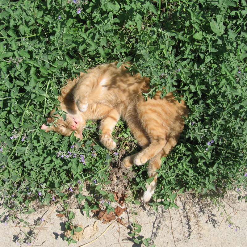 Katzenminze 'echte' Samen kaufen - Nepeta cataria