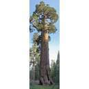 Riesenmammutbaum, Sierra Redwood - Sequoiadendron...