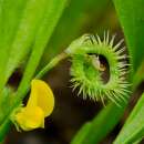Raupenblume, Skorpionsschwanz Prickly Caterpillar -...