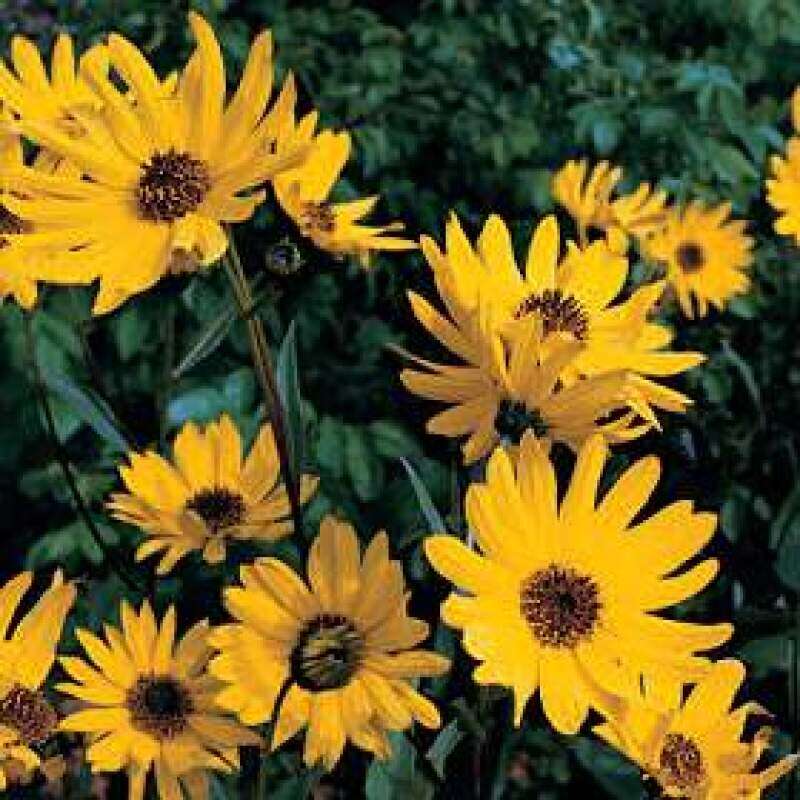 Mehrjährige Sonnenblume Samen online kaufen | Saemereien.ch