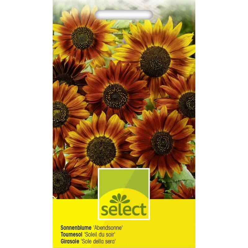 Sonnenblume 'Abendsonne' Samen kaufen | Saemereien.ch
