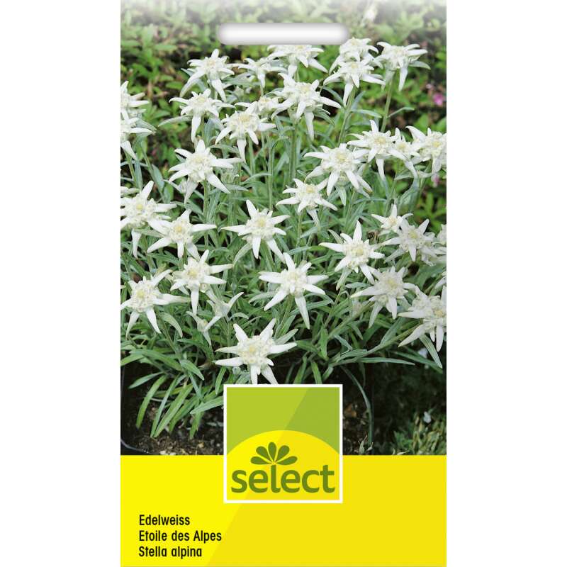 Edelweiss Samen online kaufen - Leontopodium alpinum | Saemereien.ch