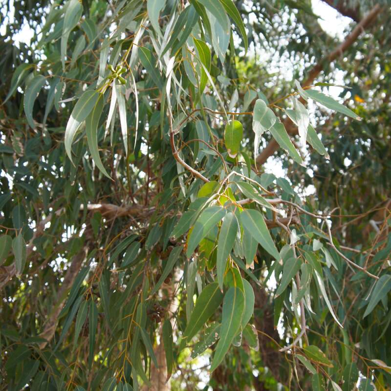 Eukalyptus, Zitroneneukalyptus Samen online kaufen | Saemereien.ch
