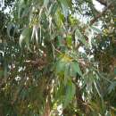 Eukalyptus, Zitroneneukalyptus - Corymbia citriodora - Samen