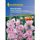 Malve, Stockrose Chaters Double Pink, Mischung - Alcea...