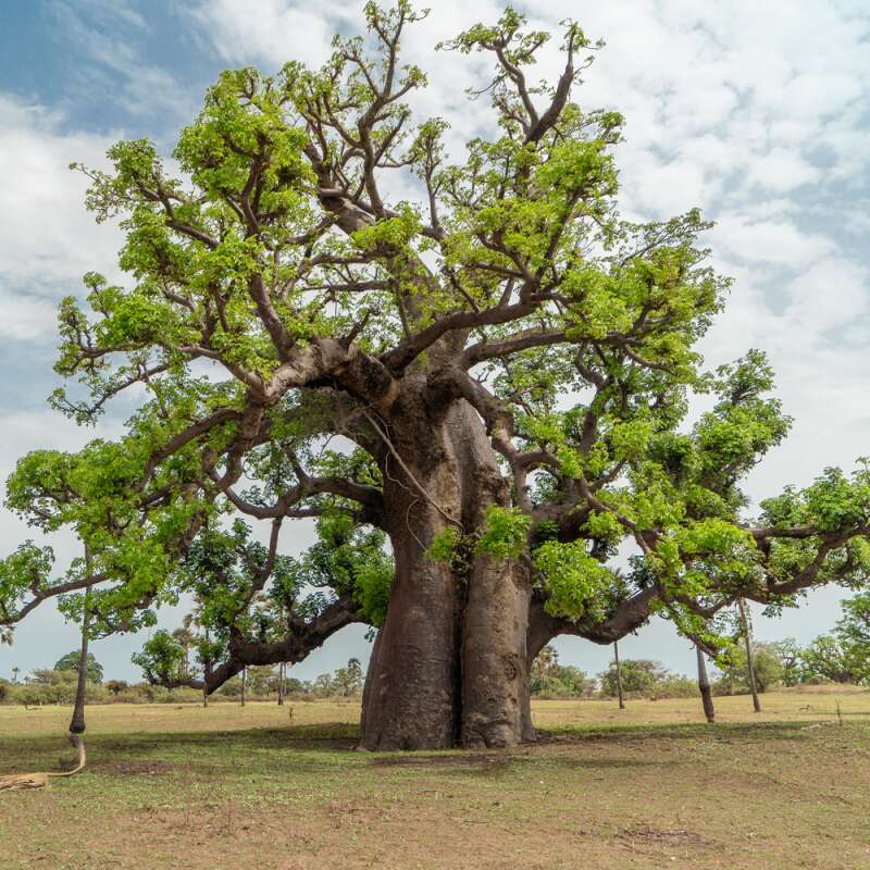 Echter Baobab Samen kaufen - Adansonia digitata | Saemereien.ch