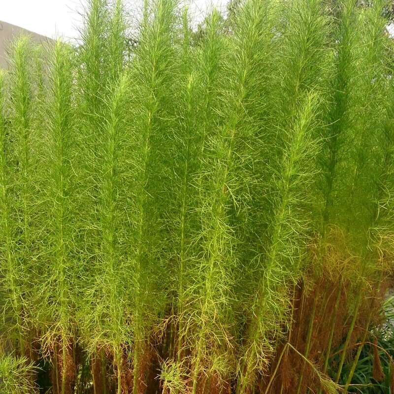 Beifuss Bio Samen kaufen - Artemisia scoparia | Saemereien.ch