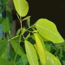 Telegraphenpflanze - Codariocalyx motorius (Syn....
