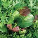 Topf Pflücksalat Baby Leaf - Niche Oriental Mischung...