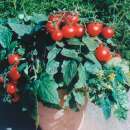 Topf Tomate Balconi Red - Lycopersicon esculentum -...