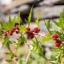 Erdbeerspinat - Chenopodium virgatum  - Demeter...