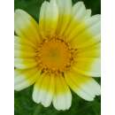 Speise-Chrysantheme gelb, weiss - Chrysanthemum...