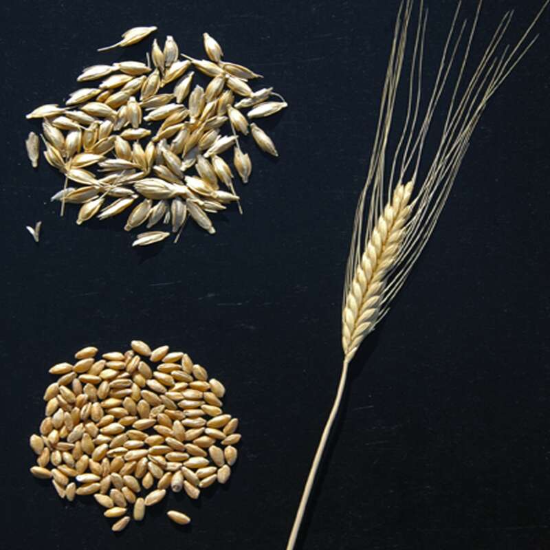 Getreide 'Einkorn' Urform Bio Samen kaufen | Saemereien.ch