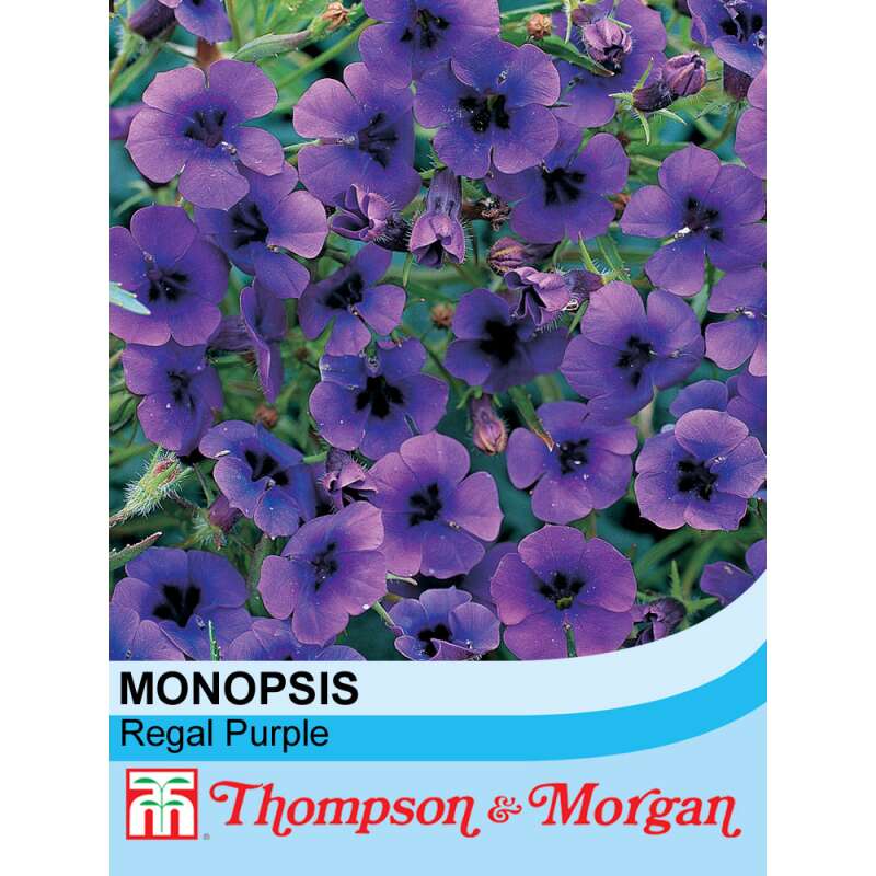 Monopsis 'Regal Purple' Samen kaufen - Monopsis debilis