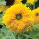 Sonnenblume Sunshot Golds Mischung F1 - Helianthus annuus...
