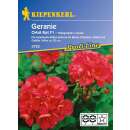 Geranie Orbit Rot F1 PROFILINE - Pelargonium x zonale -...