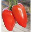 Tomate San Marzano - Lycopersicon esculentum - Demeter...