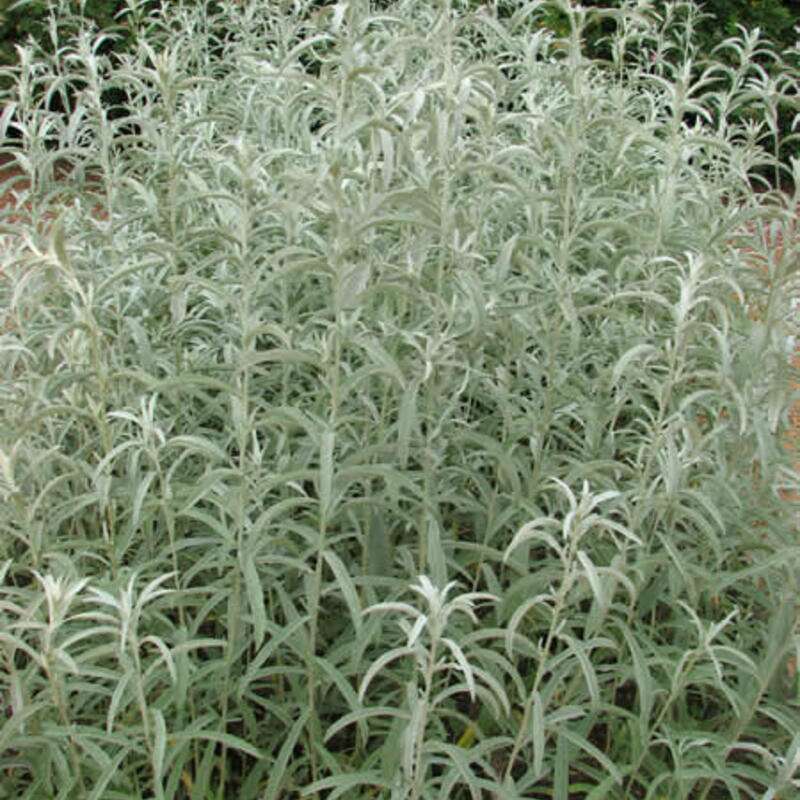 Silberraute Samen kaufen - Artemisia ludoviciana | Saemereien.ch