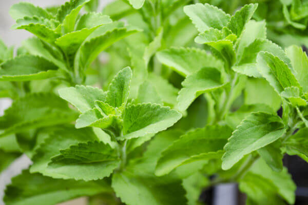 Süsskraut, Stevia: der natürliche Zuckerersatz aus dem Garten